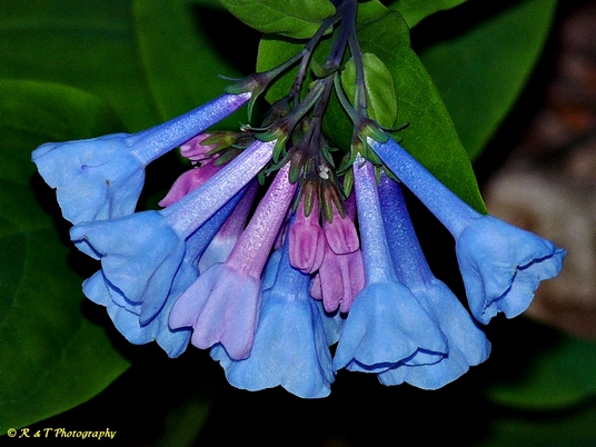 {Mertensia virginica}